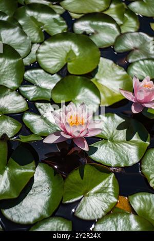 Dieses Bild fängt die ruhige Schönheit der rosafarbenen Seerosen ein, die zwischen leuchtend grünen Lilienpads auf einem ruhigen, dunklen Wasserteich schweben Stockfoto