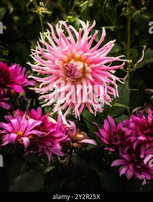 Nahaufnahme einer Dahlia im Garten Stockfoto