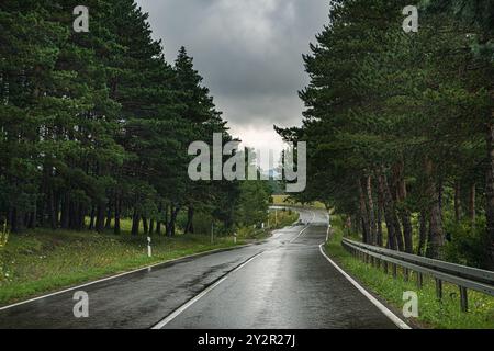 A scenic road curves elegantly through the dense forest of the Caucasus Mountains in Georgia, under a moody sky, showcasing nature's untouched beauty Stockfoto