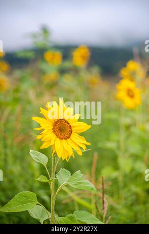 Eine Nahaufnahme einer einzelnen Sonnenblume, die sich deutlich vor einem unscharfen Hintergrund eines Sonnenblumenfeldes erhebt und die hellgelben Blütenblätter und ich zeigt Stockfoto