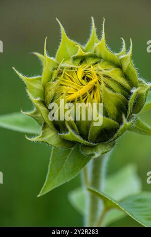 Dieses Bild zeigt eine junge Sonnenblume aus nächster Nähe, deren leuchtend gelbe Blütenblätter sich gerade vor einem sanften grünen Hintergrund entfalten Stockfoto