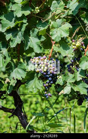 Nahaufnahme der reifenden Trauben an einer Rebe, die verschiedene Stufen von grün bis violett in der georgianischen Winzerregion Kakheti zeigt Stockfoto