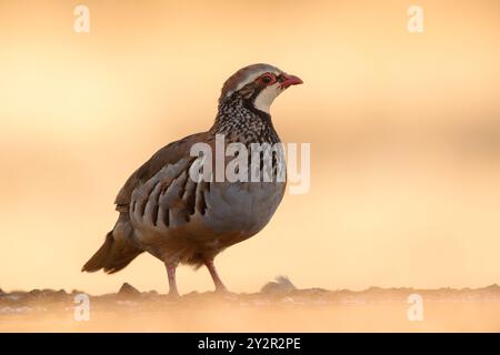 Alectoris rufain ist ein exquisites Foto, das einen rothbeinigen Rebhühner zeigt, eine ruhige Pose vor einem sanften goldenen Sonnenaufgang, der den Hintergrund beleuchtet Stockfoto