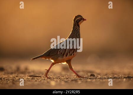 Ein Rebhühner mit roten Beinen schlendert über ein Feld, das in warmes Morgensonnenlicht getaucht ist. Sein filigranes Gefieder steht im sanften, goldenen Hintergras Stockfoto