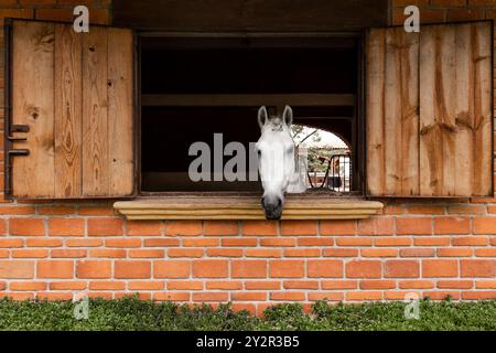 Ein weißes Pferd blickt aus dem Fenster eines Ziegelstalls und zeigt typische Szenen der Pflege in einem Reitzentrum Stockfoto