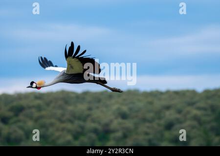 Ein majestätischer, grau gekrönter Kran fliegt anmutig vor dem Hintergrund üppiger Bäume im kenianischen Nakuru-Nationalpark und zeigt seine beeindruckende Flügelspannweite und die beeindruckende Kulisse Stockfoto