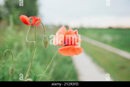 Eine Nahaufnahme mit zartem rotem Mohn mit weichem Hintergrund, einem ruhigen Landweg und üppigem Grün unter einem trüben Himmel Stockfoto