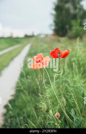 Leuchtend roter Mohn hebt sich auf einem üppigen Feld neben einer gewundenen Landstraße hervor, mit weichem Grün und weit entfernten Bäumen, die die natürliche Schönheit unterstreichen Stockfoto