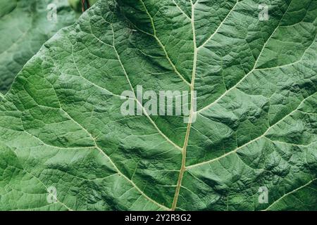 Dieses Bild erfasst die komplizierten Details und Textur eines großen grünen Blattes und hebt seine Adern und natürlichen Muster hervor Stockfoto