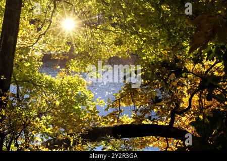 Farbenfrohe Landschaft in der Jahreszeit des Herbstes, Sonnenschein tief im Wald von North Carolina Stockfoto