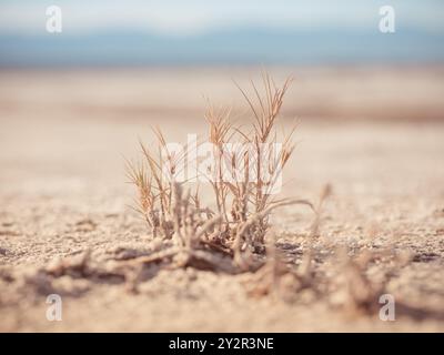 Trockenes Gras kämpft um das Leben in der rauen, gnadenlosen Landschaft der Death Valley Desert, einem Inbegriff von Widerstandsfähigkeit unter extremen Bedingungen. Stockfoto