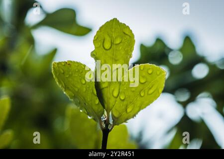 Aus nächster Nähe sehen Sie leuchtend grüne Blätter mit frischen Regentropfen, die von einem hellen Himmel beleuchtet werden und die zarte Schönheit der Natur nach einem Regen einfangen Stockfoto