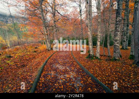 Eine einsame Figur geht einen mit Blättern bedeckten Pfad in Ordesa entlang, umgeben von den lebhaften Herbstfarben der aragonesischen Pyrenäen, die ruhige Atmosphäre ist ein absolutes muss Stockfoto
