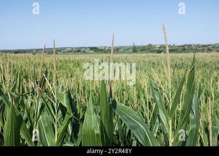 Ein Panoramablick auf ein üppiges Maisfeld mit dichten grünen Blättern und Quasten von Reifen Maispflanzen unter einem hellblauen Himmel Stockfoto