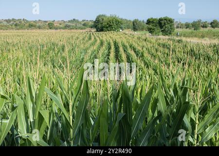Eine riesige Maisplantage erstreckt sich über den Rahmen unter einem hellblauen Himmel reife Maisstängel mit sichtbaren Ohren sind in ordentlichen Reihen angeordnet, Bäume säumen die Stockfoto