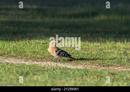 Eleganter Wiedehopf, der sich durch seinen langen, sich verjüngenden Schnabel und das auffällige Gefieder auszeichnet, steht auf einem grasbewachsenen Feld unter der Sonne und zeigt seinen lebhaften fe Stockfoto