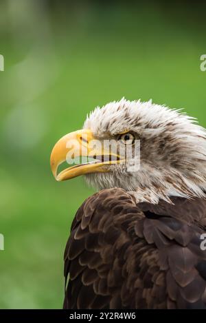 Dieses leistungsstarke Bild zeigt einen Weißkopfseeadler aus der Nähe mit einem scharfen, goldenen Schnabel und intensiven Augen vor einem weichen grünen Hintergrund. Stockfoto