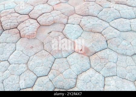 Drohnenansicht der natürlichen abstrakten Muster auf der Steinfläche bei White Pocket in der Paria Canyon-Vermilion Cliffs Wilderness Area Stockfoto