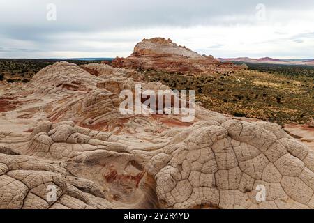 Ein ausgedehnter Blick auf die komplexen, wellenartigen Felsformationen bei White Pocket in der Paria Canyon-Vermilion Cliffs Wilderness Area von Arizona, Showcas Stockfoto