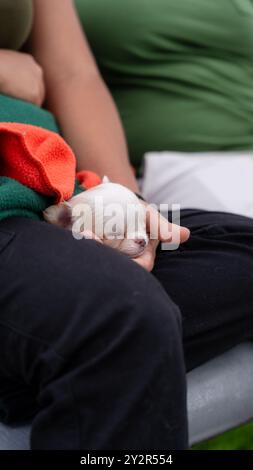Zugeschnittene Ansicht mit Fokus auf den winzigen weißen Welpen, der unter Hydrozephalus leidet, der friedlich in den Händen einer nicht erkennbaren Person schläft, die in einem Vater sitzt Stockfoto