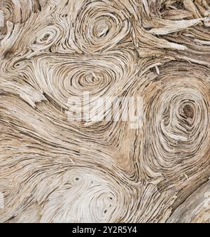 Nahaufnahme der komplizierten Muster und Texturen, die im Treibholz entlang der Pazifikküste zu finden sind. Stockfoto