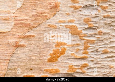 Muster und Texturen zeigen sich, wenn Rinde sich vom Stamm einer chinesischen Rotbirke (Betula albosinensis) löst Stockfoto
