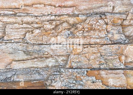 Detaillierte Nahaufnahme der strukturierten Muster aus versteinerten Holzstämmen im Gingko Petrified Forest State Park, die das komplizierte natürliche Design und c Stockfoto