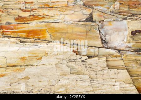 Dieses hochauflösende Bild zeigt die komplizierten Texturen und Muster des versteinerten Holzes aus dem Gingko Petrified Forest State Park in Vantage, Wasch Stockfoto