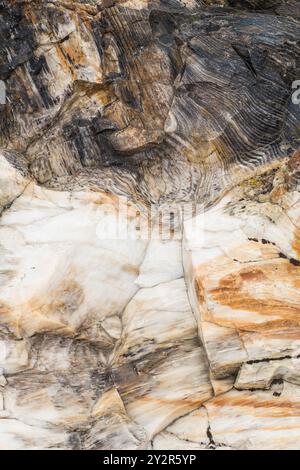 Aus nächster Nähe sehen Sie die komplexen, farbenfrohen Muster in versteinerten Holzstämmen aus dem Gingko Petrified Forest State Park in Vantage, Washington Stockfoto