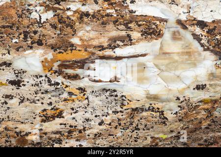 Eine Nahansicht, die die komplizierten Texturen und Farben eines versteinerten Holzkammes aus dem Gingko Petrified Forest State Park in Vantage, Wa, hervorhebt Stockfoto