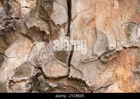 Detaillierte Bilder mit den einzigartigen Texturen und Mustern der Rinde auf Ponderosa-Kiefern, die natürliche Form und die Erdtöne betonen den Teppich Stockfoto