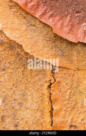 Detaillierte Nahaufnahme der abblätternden, strukturierten Rinde eines Paperbark-Ahorns, Acer griseum, mit faszinierendem Muster und natürlichen Farben. Heimisch in China. Stockfoto