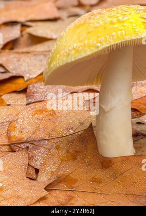 Makroaufnahme mit einem leuchtend gelben Pilz mit Tau auf der Kappe, eingebettet zwischen satten, braunen, gefallenen Herbstblättern. Stockfoto