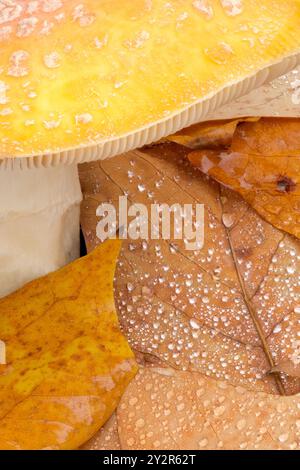 Eine Nahaufnahme zeigt die komplexen Details der Wassertropfen, die auf bunten Herbstblättern ruhen und die Schönheit der Natur hervorheben. Stockfoto