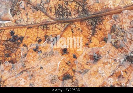 Makroaufnahme, die feine Details eines in Eis ummantelten Blattes erfasst und die empfindlichen Muster von Frost und darin eingeschlossenen Blasen zeigt. Stockfoto