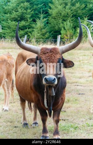 Eine robuste Cachena-Kuh mit schwungvollen Hörnern und rötlich-braunem Fell steht auf einem Weidefeld und zeigt die Besonderheiten der Rasse. Stockfoto