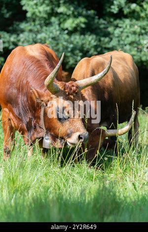 Zwei Cachena-Kühe mit charakteristischen langen Hörnern weiden friedlich auf einer lebendigen grünen Wiese und zeigen die einzigartigen Eigenschaften der Rasse. Stockfoto