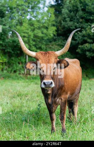 Eine Cachena-Kuh mit langen, geschwungenen Hörnern steht auf einem üppigen grünen Feld und zeigt die Besonderheiten dieser seltenen Rasse. Stockfoto