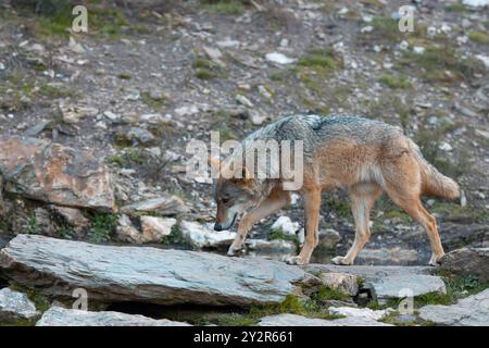 Ein einsamer Wolf tritt vorsichtig durch eine felsige Landschaft und zeigt seine Anpassungsfähigkeit und Anmut in der Wildnis. Stockfoto