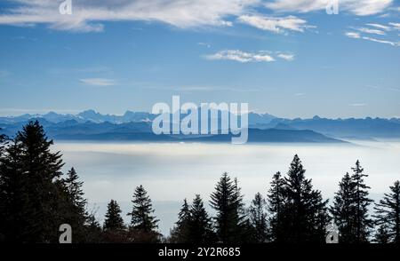 Eine atemberaubende Landschaft, die die Schweizer Alpen, den Mont Blanc, darstellt, überragt ein dichtes, nebeliges Wolkenmeer, eingerahmt von grünen Nadelbäumen im Vordergrund Stockfoto