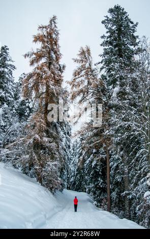 Ein einsamer Mensch in roter Jacke spaziert durch einen ruhigen, schneebedeckten Waldweg, umgeben von hohen Alpenbäumen, in den atemberaubenden Schweizer Alpen Stockfoto