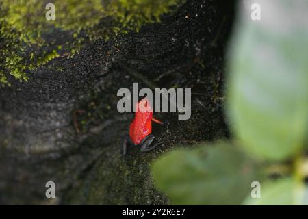 Oophaga pumilio, ein auffälliger Erdbeerduftfrosch, der auf einem dunklen, moosbedeckten Baum im üppigen Regenwald Costa Ricas thront Stockfoto