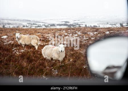 Zwei Schafe stehen auf einem frostbedeckten Feld in den schottischen Highlands, die an einem verschneiten Wintertag durch ein Autofenster beobachtet werden Stockfoto