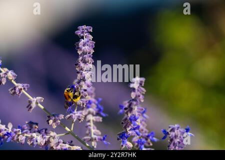 Ein Nahaufnahme-Bild, das eine Biene zeigt, die einen leuchtenden Lavendelstachel unter dem sanften Glanz des natürlichen Sonnenlichts bestäubt, hervorgehoben durch einen Bokeh-Hintergrund Stockfoto