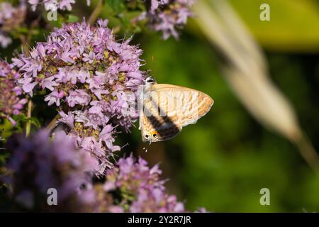Ein lebendiges Nahbild, das einen zarten Schmetterling mit gemusterten Flügeln auf violetten Blüten, die von natürlichem Sonnenlicht beleuchtet werden, einfängt Stockfoto