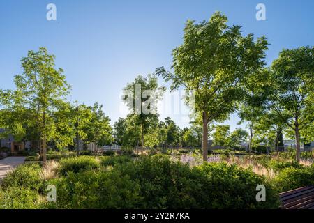 Urbane Oase mit einer Vielzahl von Bäumen und lebhaften Büschen, die in natürliches Sonnenlicht getaucht sind, mit einem klaren blauen Himmel über dem Kopf und einer ruhigen Parkbank im Th Stockfoto