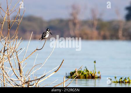 Männliche pied Kingfisher, Ceryle Rudis, auf einem Ast über den Lake Naivasha, Kenia. Männchen haben einen zusätzlichen schwarzen Streifen auf der Brust, die fehlt in Weiblich Stockfoto