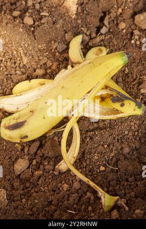 Nahaufnahme von Bananenschalen, die auf den Boden geworfen werden, nährstoffreiche Lebensmittelkratzer, die für Pflanzen vorteilhaft sind und Böden anreichern, selektiver Fokus Stockfoto