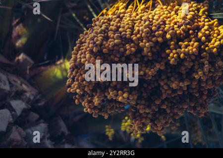 Reifedaten auf einer Palme, die den Reichtum tropischer Früchte zeigen. Stockfoto