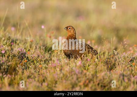 Der Hahn (Lagopus lagopus scotica) saß zwischen blühender Heidekraut und anderen Blumen und Gräsern im warmen Morgenlicht in der North York Moors Na Stockfoto